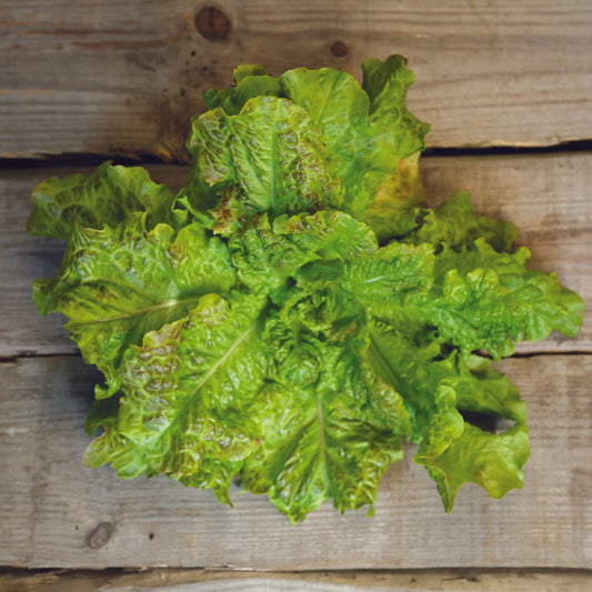 Graines de laitue à couper saint vincent bio – La Ferme de Sainte Marthe