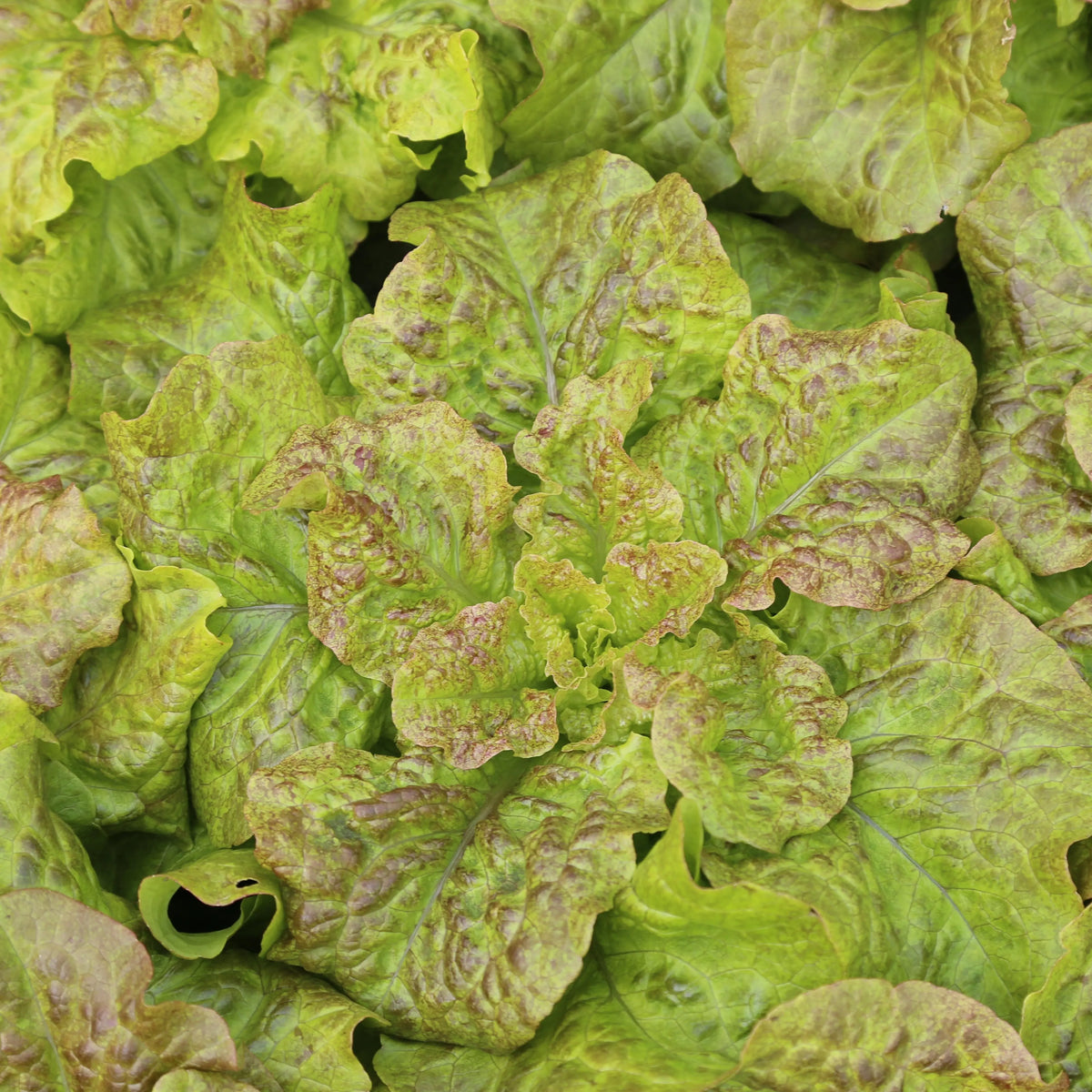 Graines de laitue à couper saint vincent bio – La Ferme de Sainte Marthe