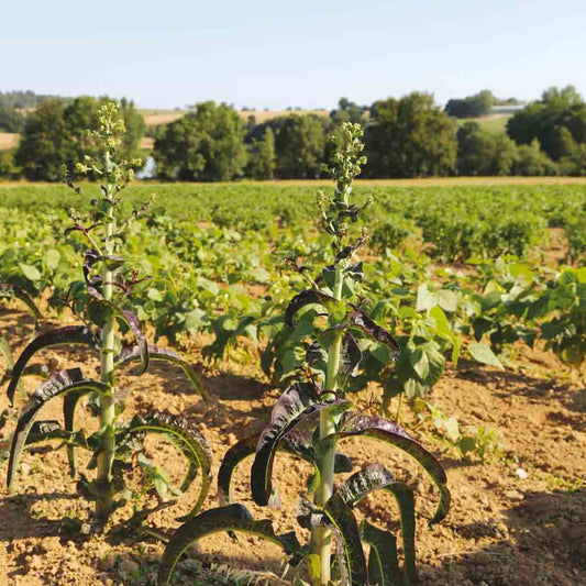 Graines de laitue asperge hongyewosun bio – La Ferme de Sainte Marthe