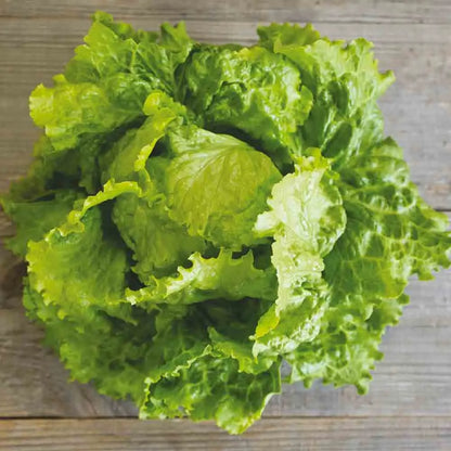 Graines de laitue batavia dorée de printemps bio – La Ferme de Sainte Marthe