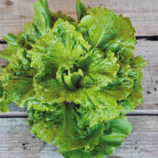 Graines de laitue batavia goutte de sang bio – La Ferme de Sainte Marthe