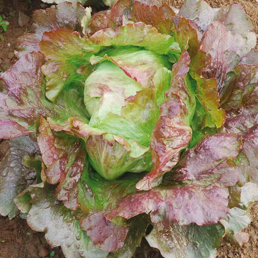 Graines de laitue batavia iceberg diavoletta bio – La Ferme de Sainte Marthe