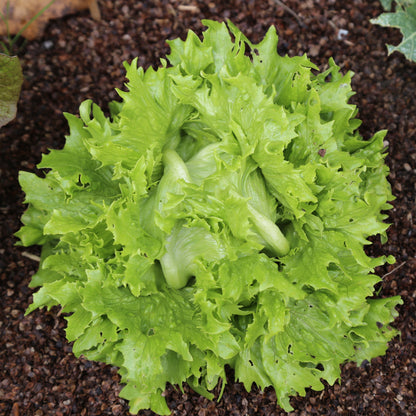 Graines de laitue batavia iceberg reine des glaces bio – La Ferme de Sainte Marthe
