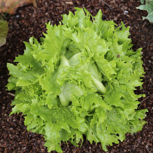 Graines de laitue batavia iceberg reine des glaces bio – La Ferme de Sainte Marthe