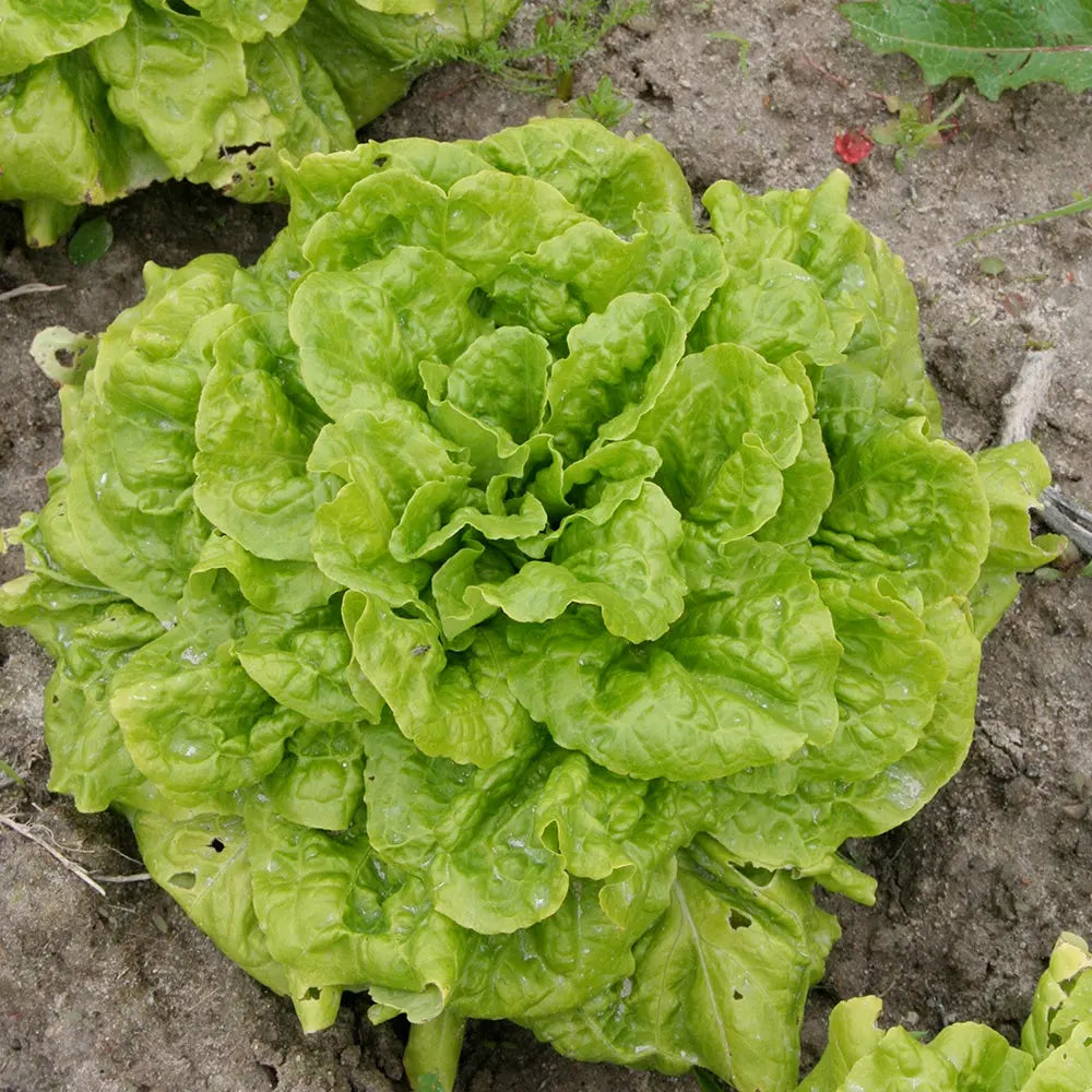 Graines de laitue batavia la brillante bio – La Ferme de Sainte Marthe