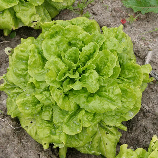 Graines de laitue batavia la brillante bio – La Ferme de Sainte Marthe