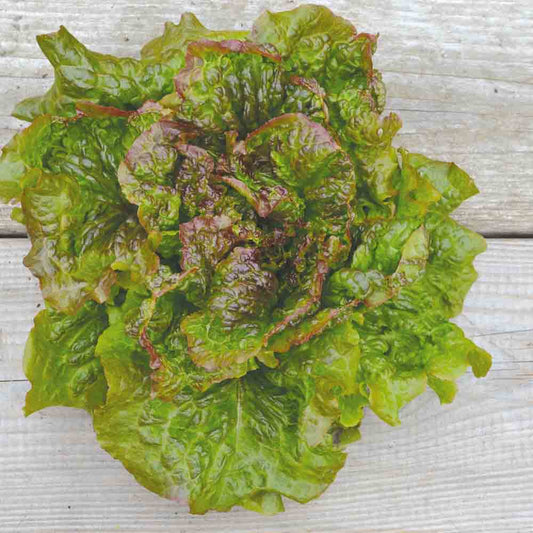 Graines de laitue batavia rouge grenobloise bio – La Ferme de Sainte Marthe