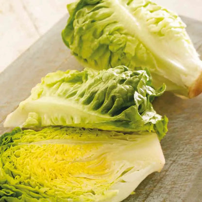 Graines de laitue grasse sucrine ou little gem bio – La Ferme de Sainte Marthe