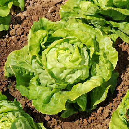 Graines de laitue pommée appia bio – La Ferme de Sainte Marthe