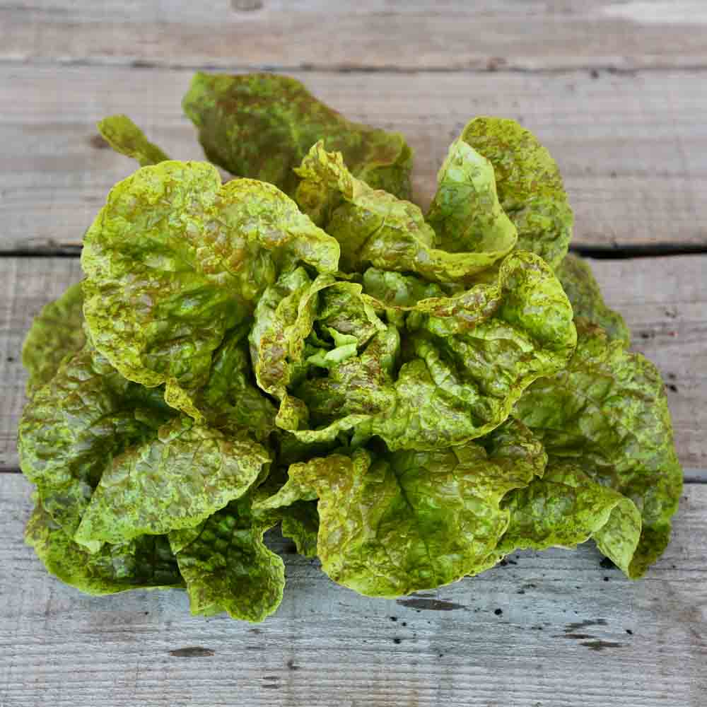 Graines de laitue pommée brune d'hiver passion bio – La Ferme de Sainte Marthe