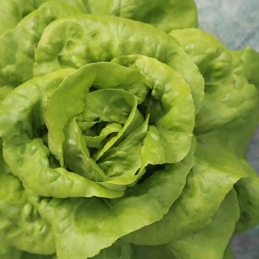 Graines de laitue pommée buttercrunch bio – La Ferme de Sainte Marthe