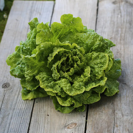 Graines de laitue pommée d'été kagraner sommer 2 bio – La Ferme de Sainte Marthe