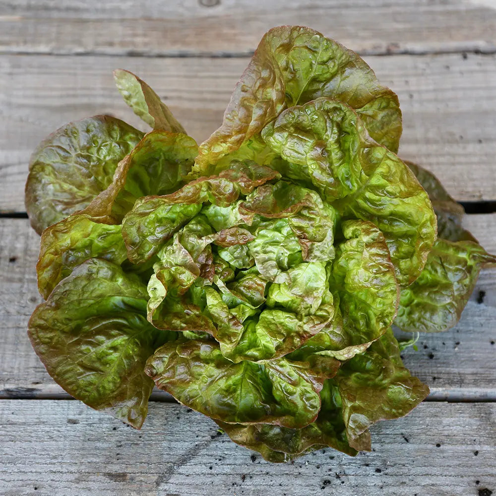 Graines de laitue pommée grasse capuccio bio – La Ferme de Sainte Marthe