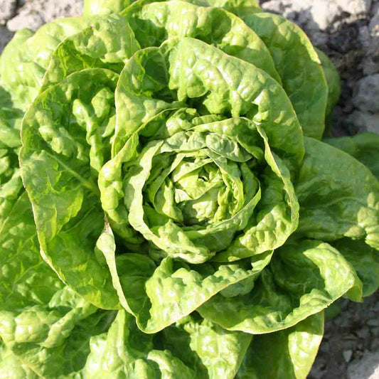 Graines de laitue pommée grosse blonde paresseuse bio – La Ferme de Sainte Marthe