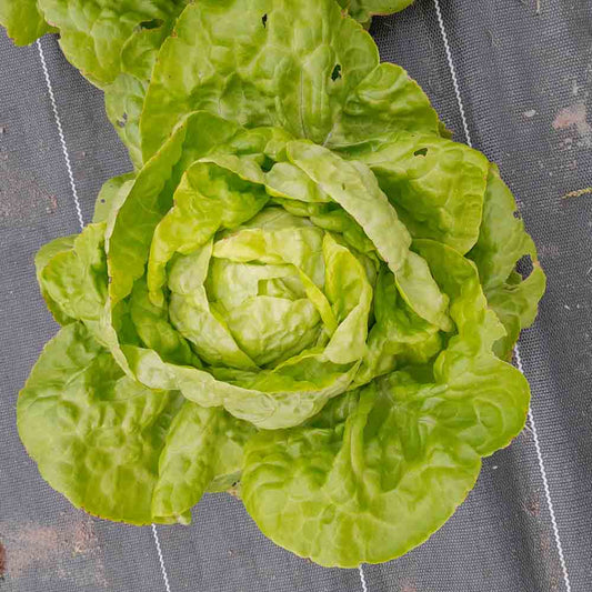 Graines de laitue pommée lilloise bio – La Ferme de Sainte Marthe