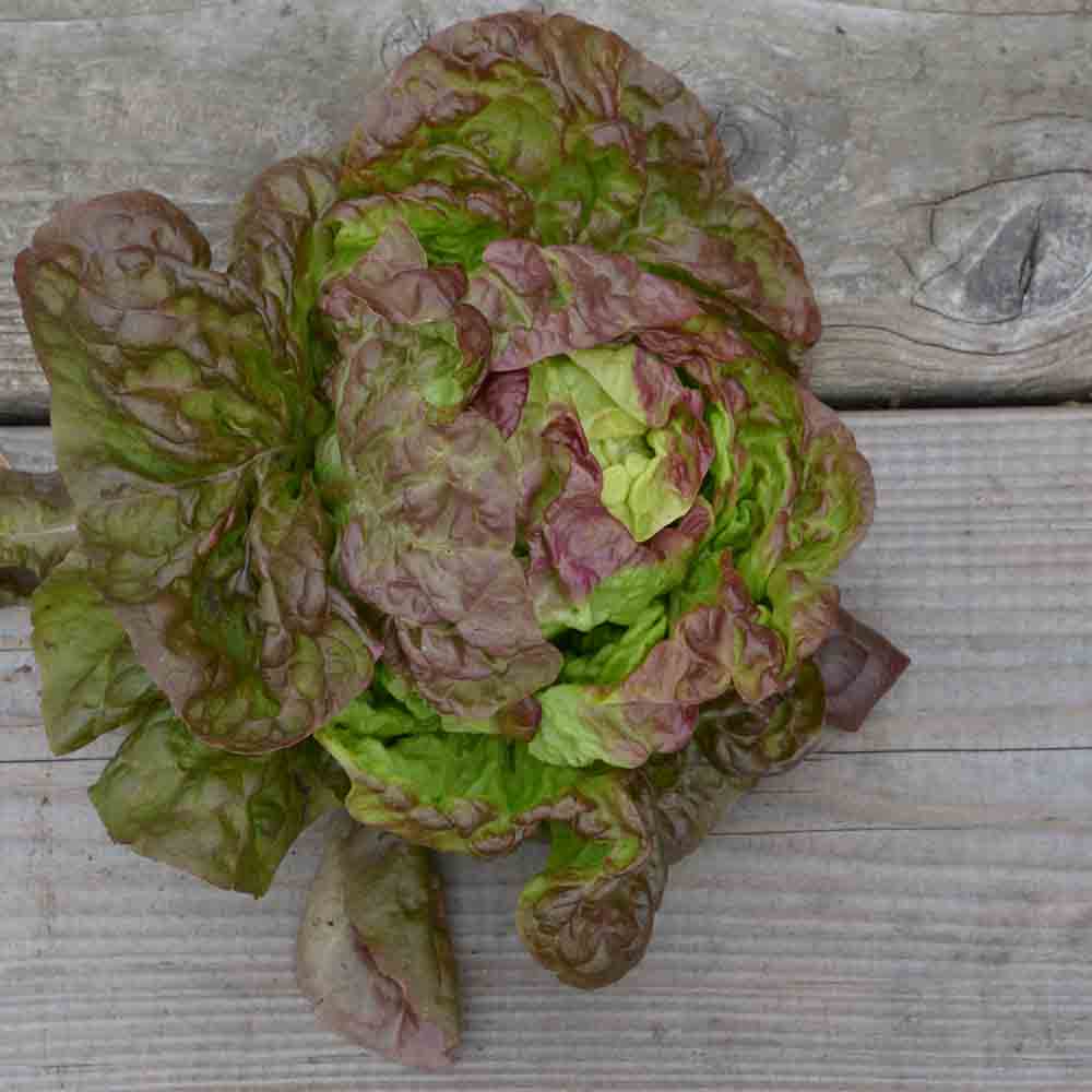 Graines de laitue pommée merveille des 4 saisons bio – La Ferme de Sainte Marthe