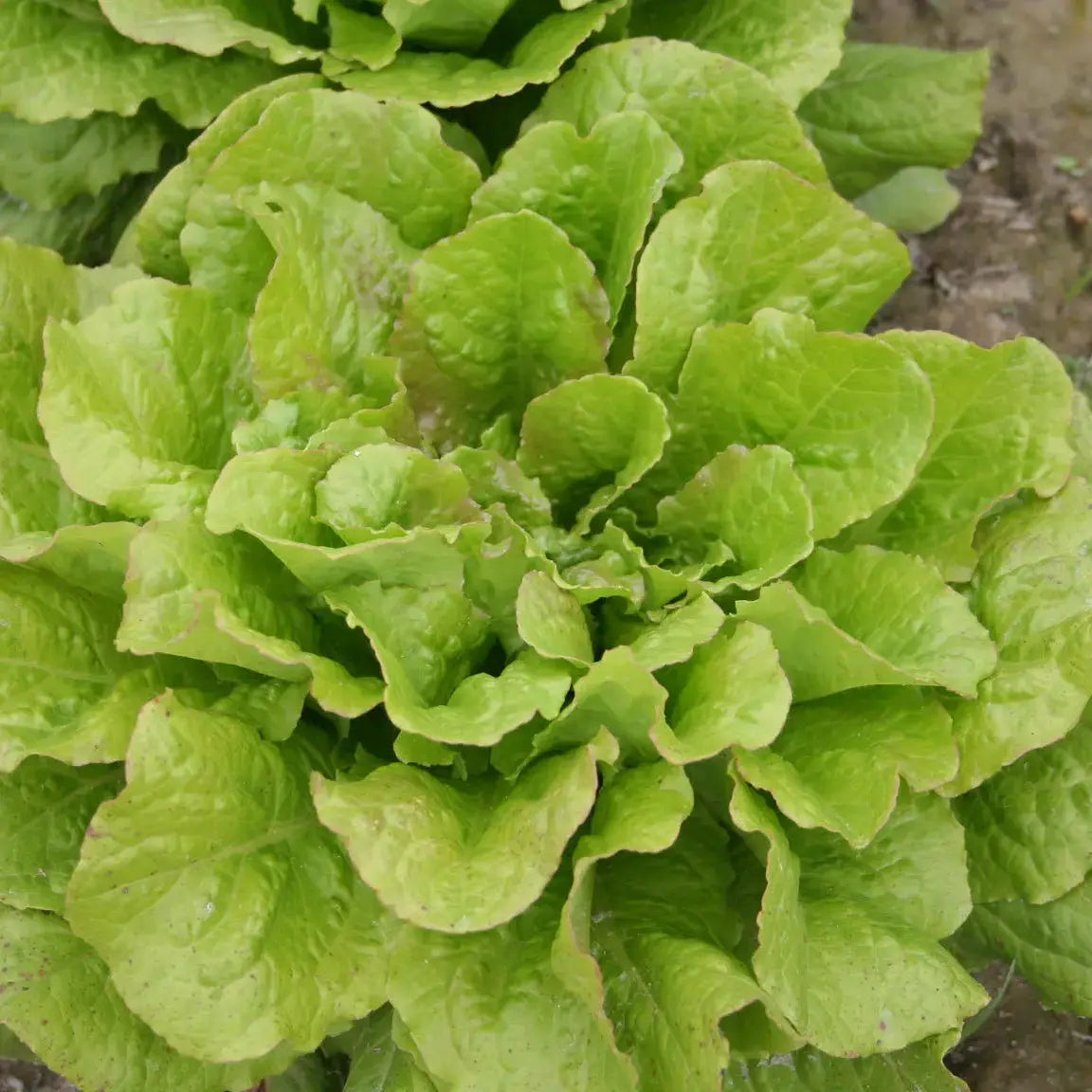 Graines de laitue romaine chicon des charentes bio – La Ferme de Sainte Marthe