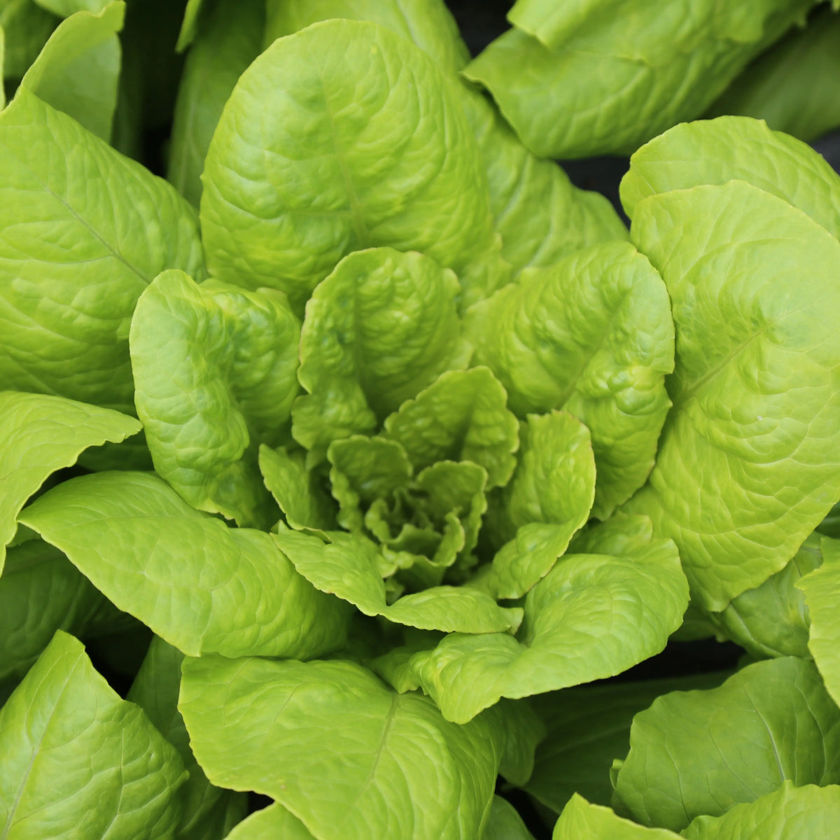Graines de laitue romaine chicon des charentes bio – La Ferme de Sainte Marthe