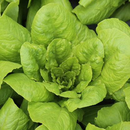 Graines de laitue romaine chicon des charentes bio – La Ferme de Sainte Marthe