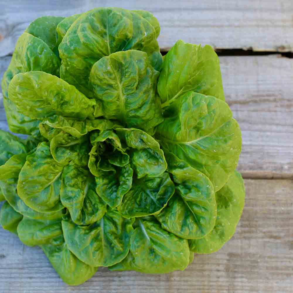 Graines de laitue romaine chicon du père vendi bio – La Ferme de Sainte Marthe