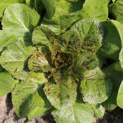 Graines de laitue romaine chicon panaché bio – La Ferme de Sainte Marthe