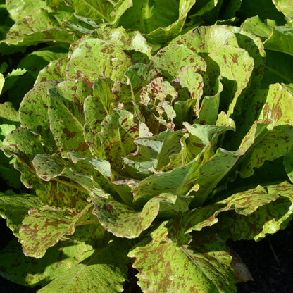 Graines de laitue romaine chicon panaché bio – La Ferme de Sainte Marthe