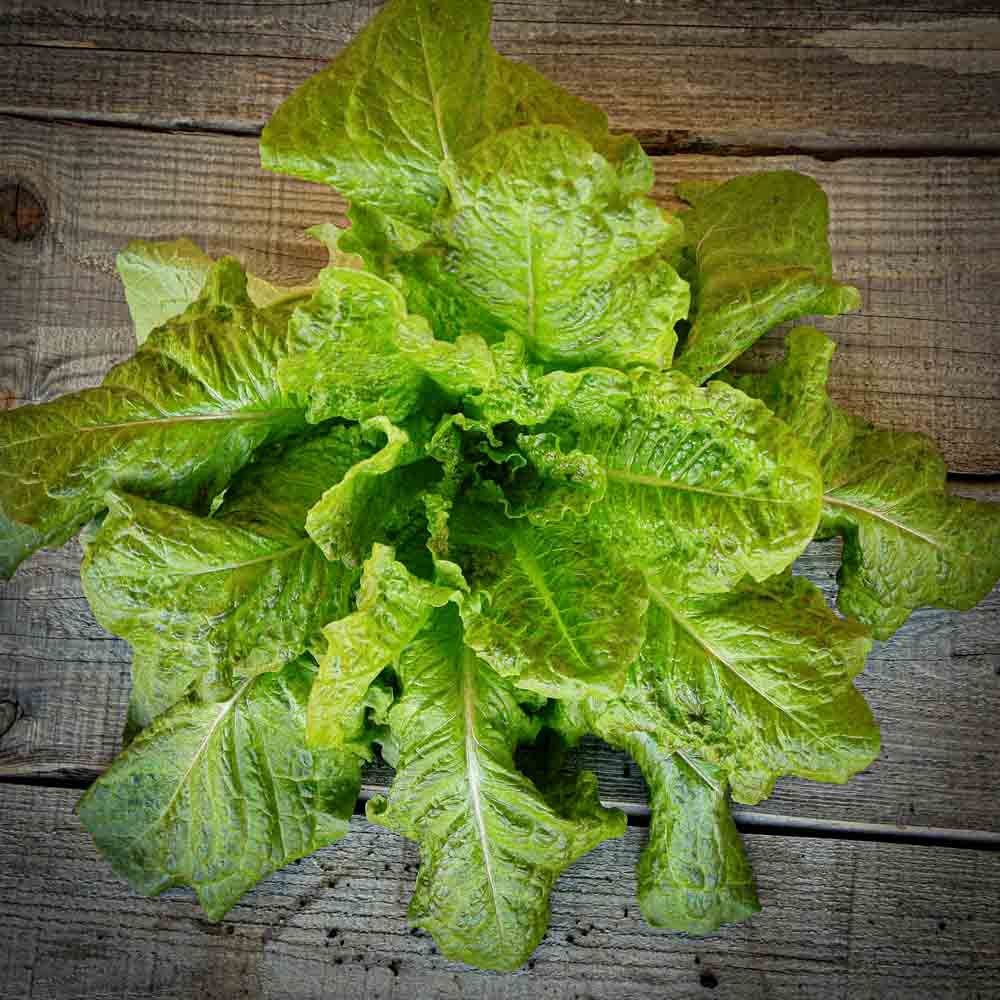 Graines de laitue romaine d'hiver de sainte marthe bio – La Ferme de Sainte Marthe