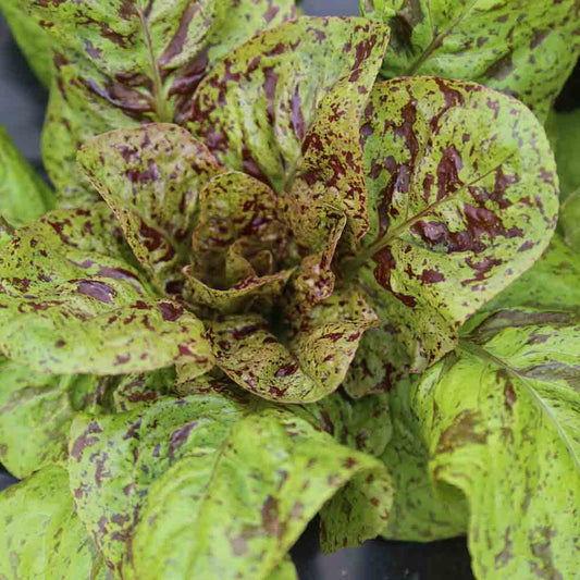 Graines de laitue romaine forellenschluss ou tachetée comme une truite bio – La Ferme de Sainte Marthe