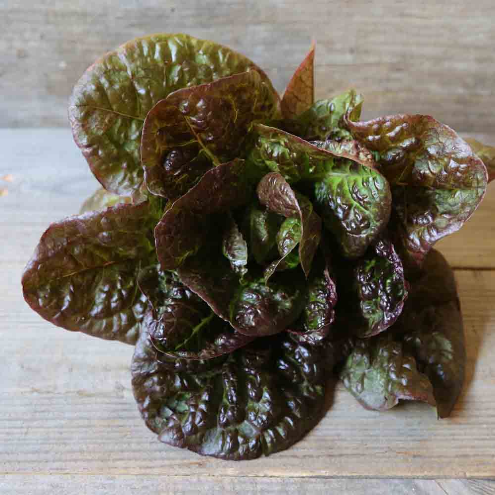 Graines de laitue romaine little leprechaun bio – La Ferme de Sainte Marthe