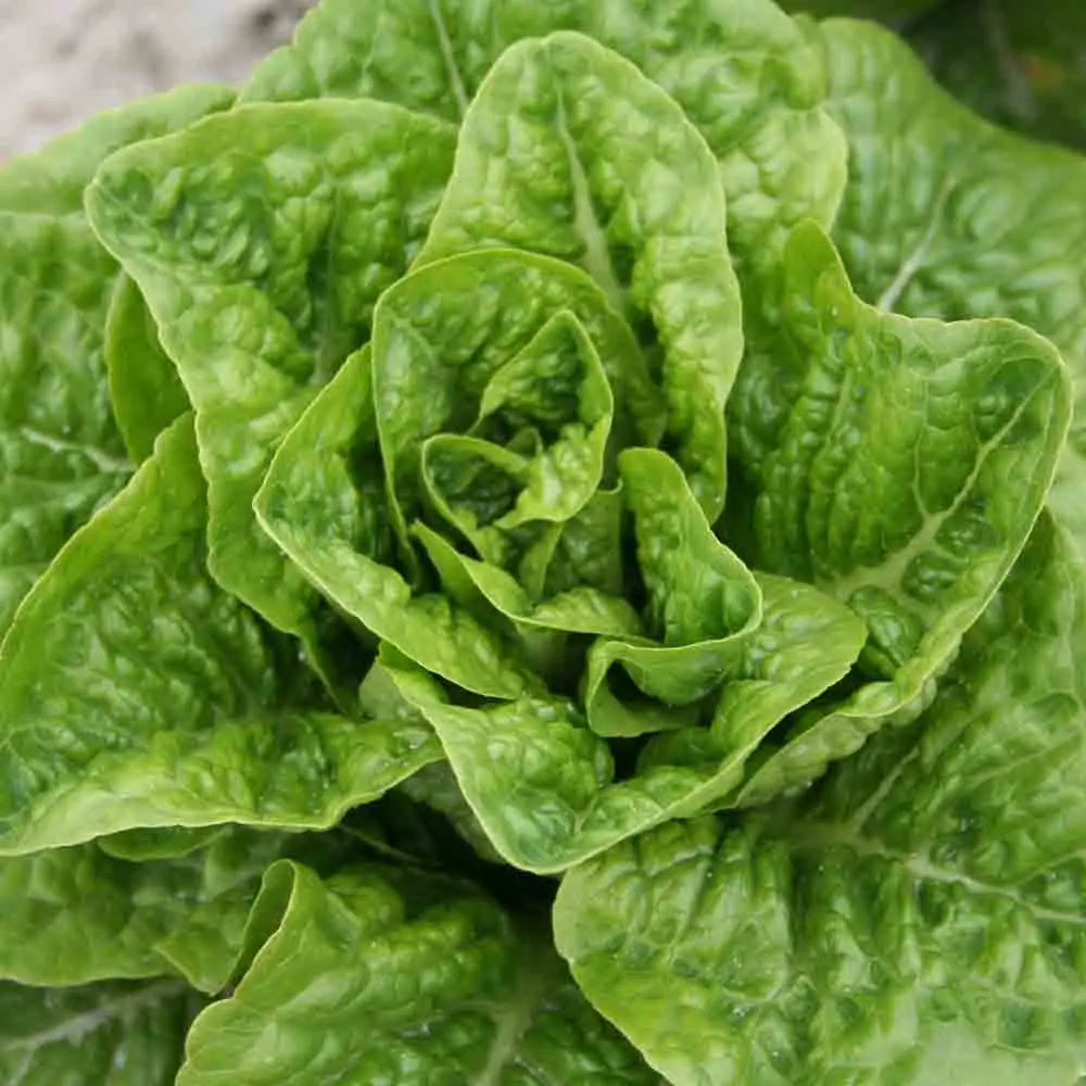 Graines de laitue romaine pomme en terre bio – La Ferme de Sainte Marthe