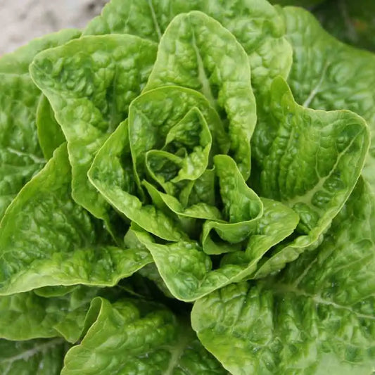 Graines de laitue romaine pomme en terre bio – La Ferme de Sainte Marthe