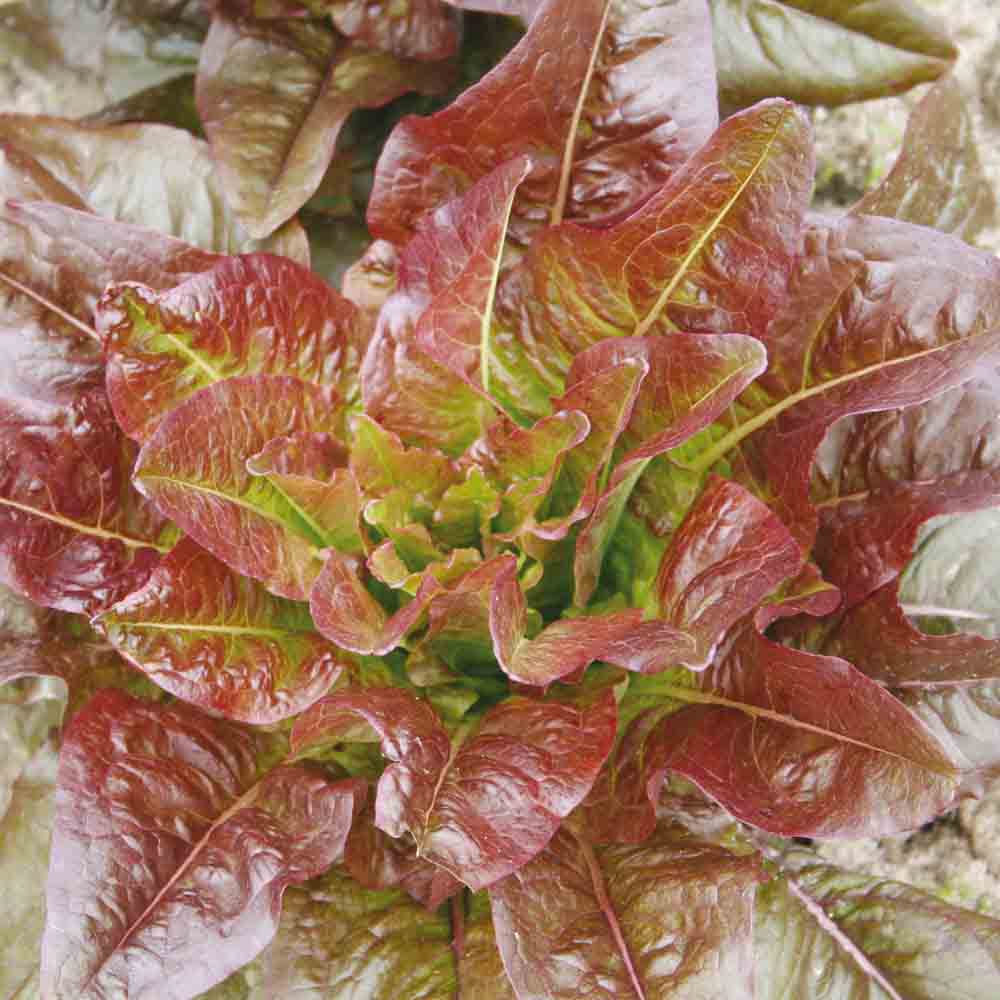 Graines de laitue romaine rouge oreilles du diable bio – La Ferme de Sainte Marthe