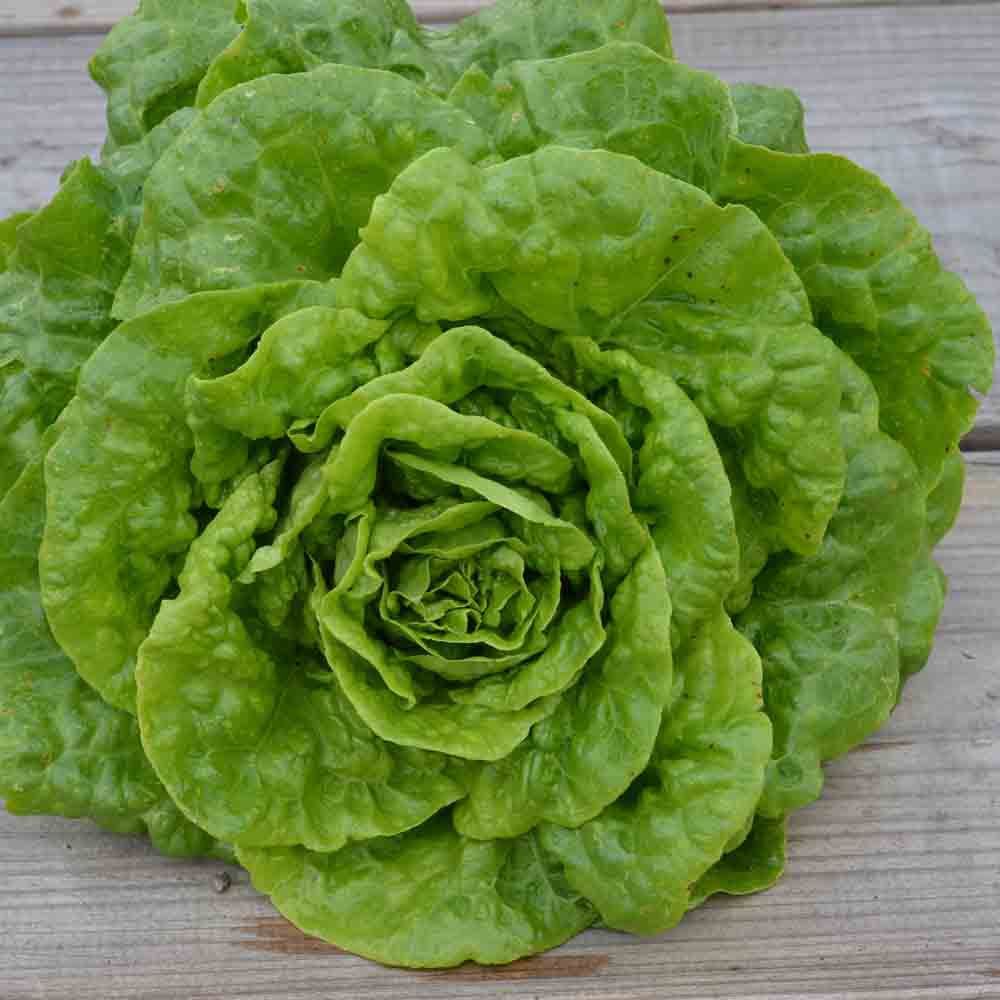 Graines de laitue romaine verte grasse bio – La Ferme de Sainte Marthe