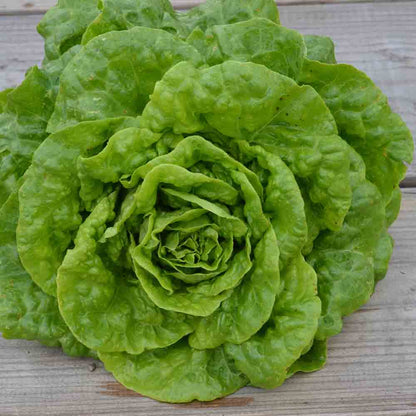 Graines de laitue romaine verte grasse bio – La Ferme de Sainte Marthe
