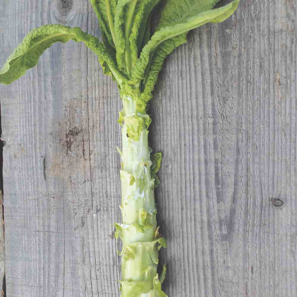 Graines de laitue tige celtuce (asperge) bio – La Ferme de Sainte Marthe