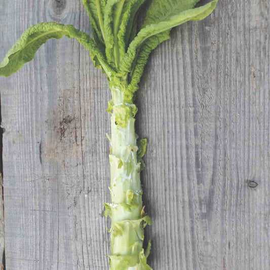 Graines de laitue tige celtuce (asperge) bio – La Ferme de Sainte Marthe