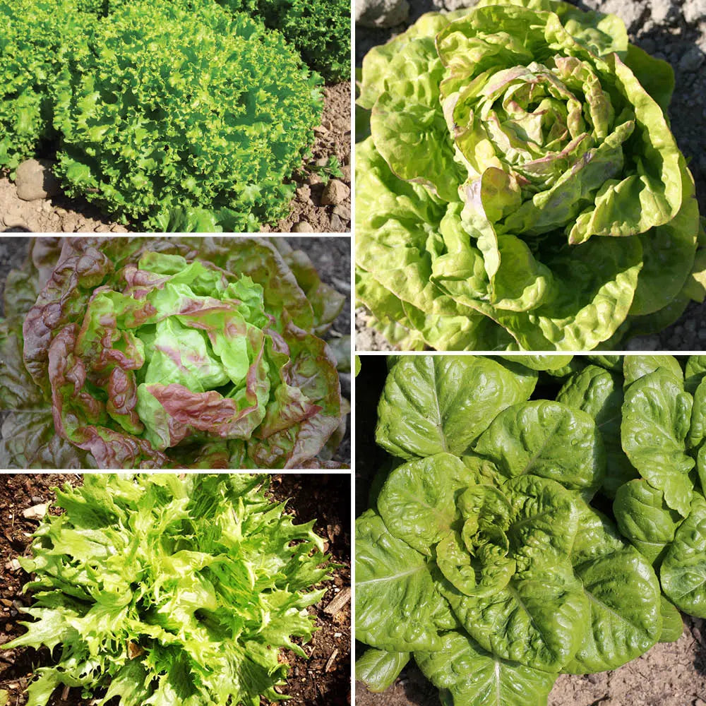 Graines de laitues en mélange 5 variétés bio – La Ferme de Sainte Marthe