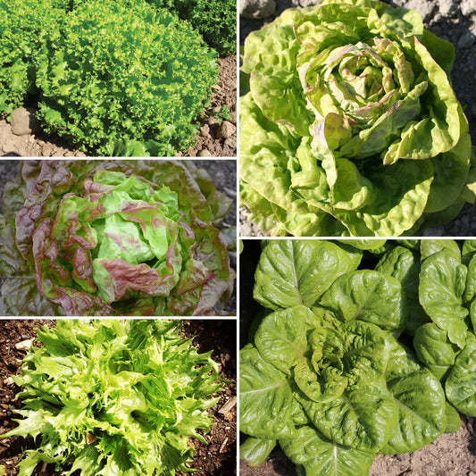 Graines de laitues en mélange 5 variétés bio – La Ferme de Sainte Marthe