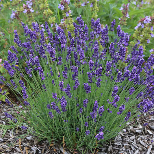 Graines de lavande officinale bio – La Ferme de Sainte Marthe
