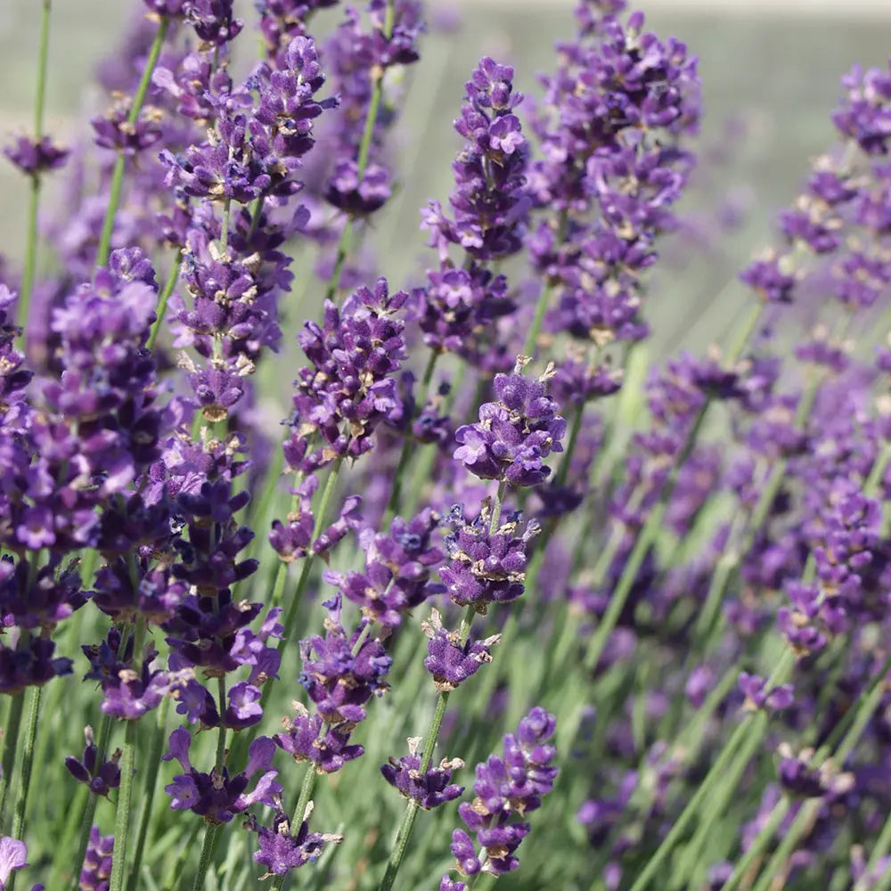 Graines de lavande officinale bio – La Ferme de Sainte Marthe