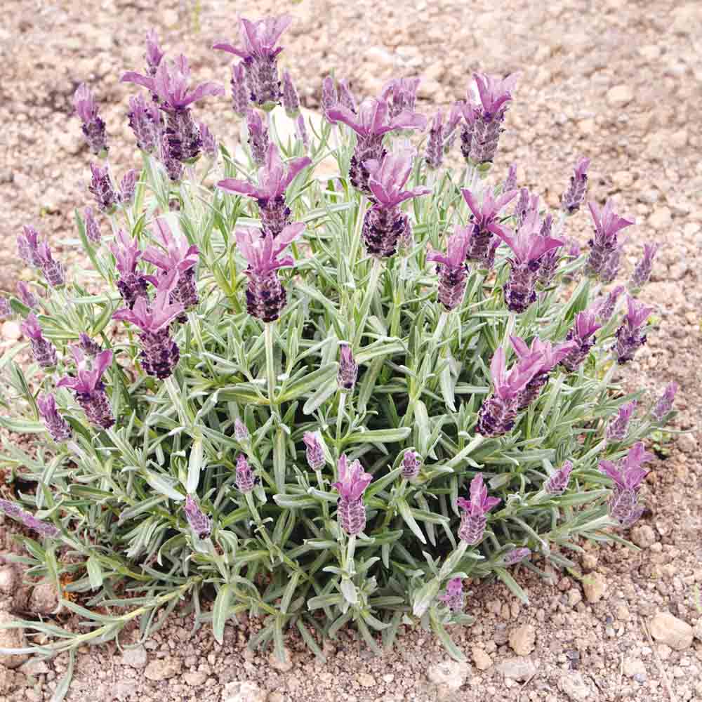 Graines de lavande papillon bio – La Ferme de Sainte Marthe