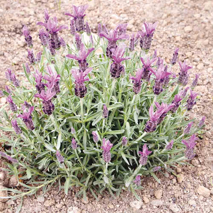 Graines de lavande papillon bio – La Ferme de Sainte Marthe