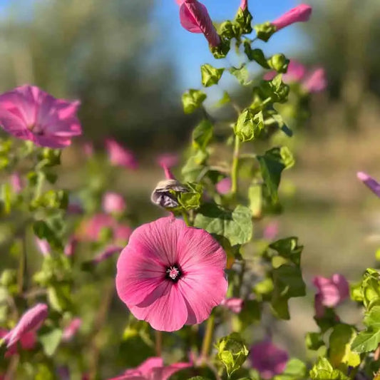 Graines de lavatère annuelle bio – La Ferme de Sainte Marthe