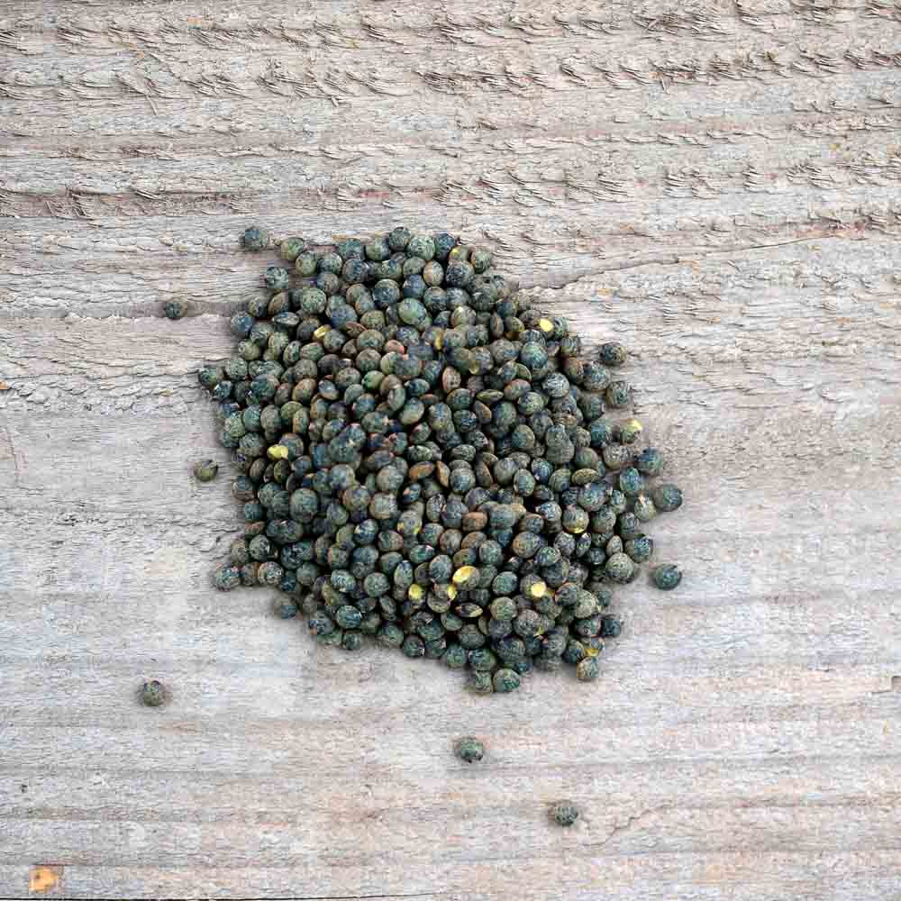Graines de lentille anicia bio – La Ferme de Sainte Marthe