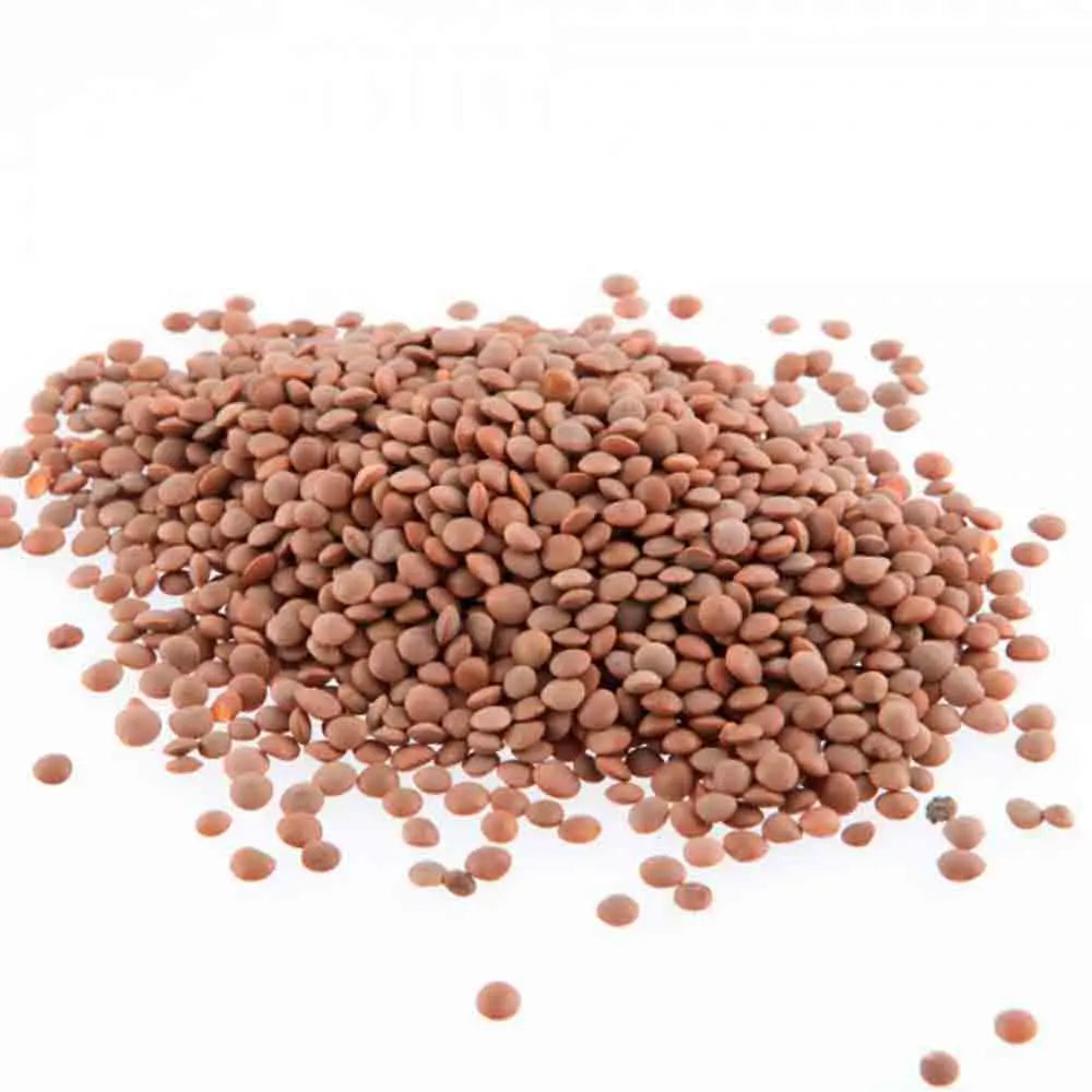 Graines de lentille commune blonde bio – La Ferme de Sainte Marthe