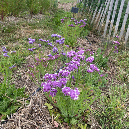 Graines de limonium ou statice pastel en mélange bio – La Ferme de Sainte Marthe