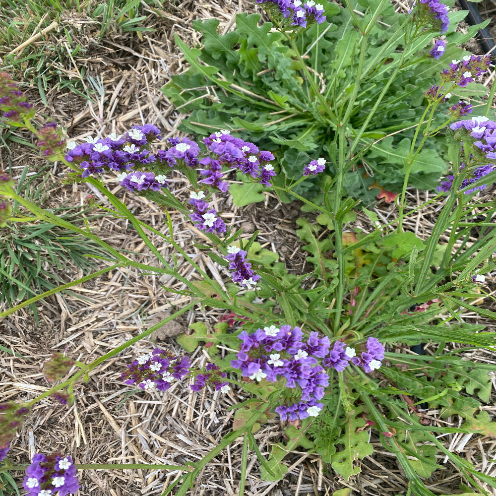 Graines de limonium ou statice pastel en mélange bio – La Ferme de Sainte Marthe