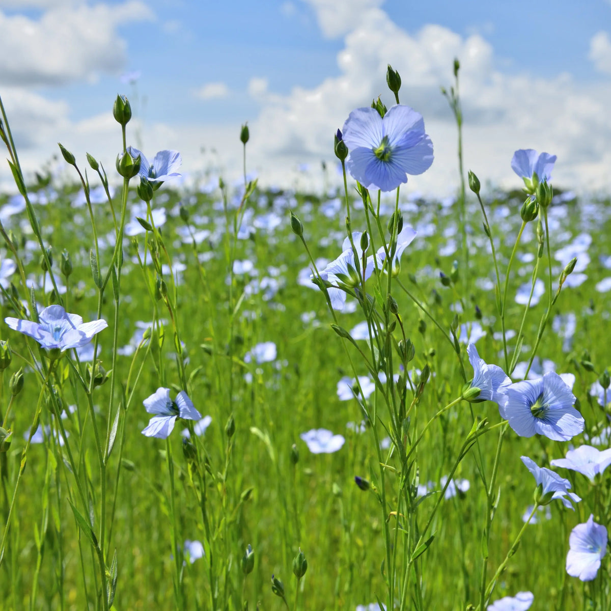 Graines de lin bleu bio – La Ferme de Sainte Marthe