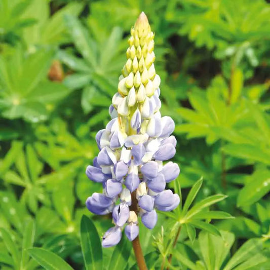 Graines de lupin bleu bio – La Ferme de Sainte Marthe