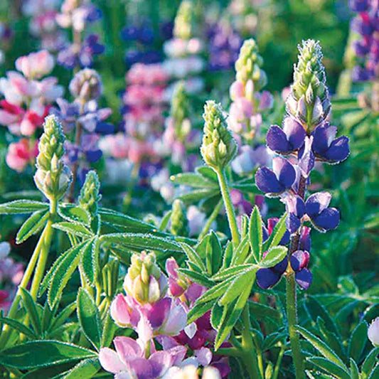 Graines de lupin nain varié bio – La Ferme de Sainte Marthe